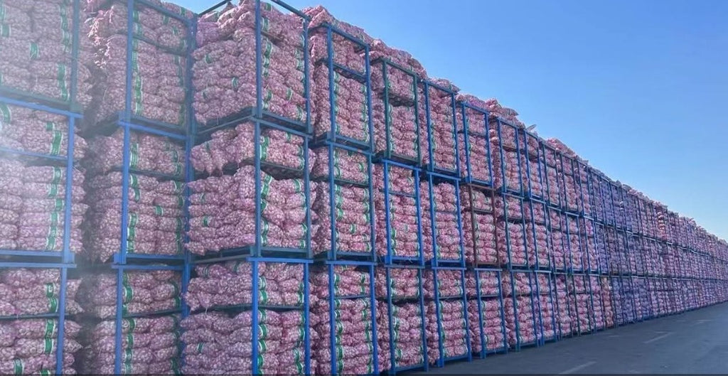 Fresh Chinese Normal White Garlic / Pure White Garlic